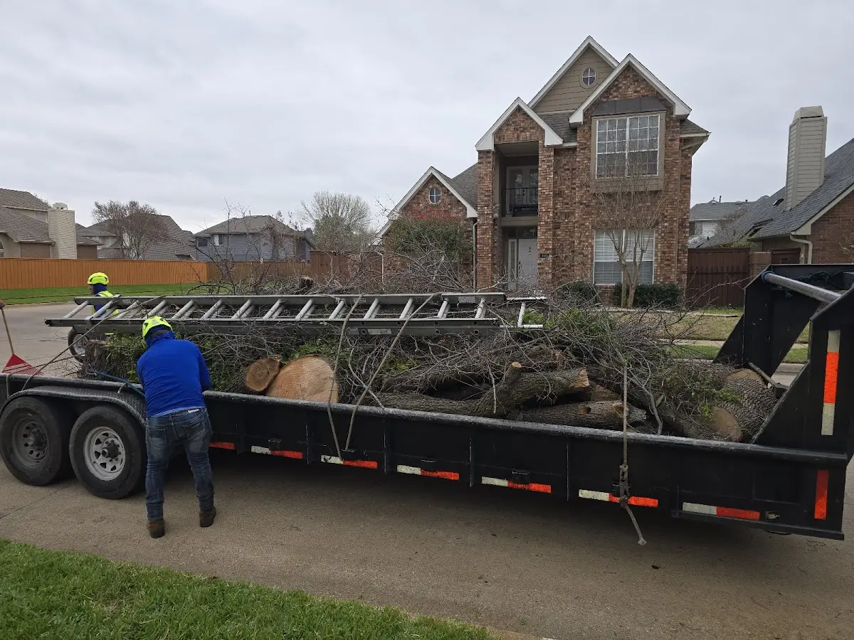 Expert Deadwooding with proper safety equipment in Oakville